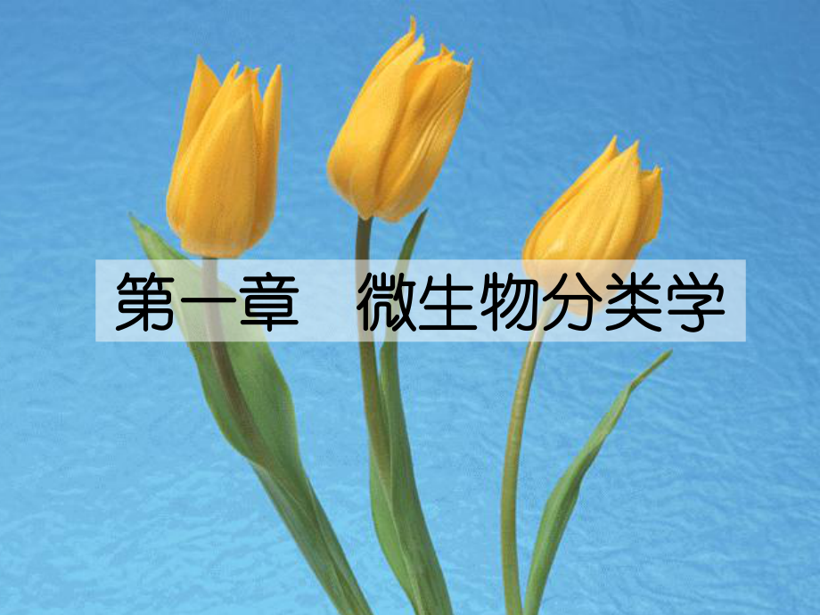 微生物分类学.ppt_第2页