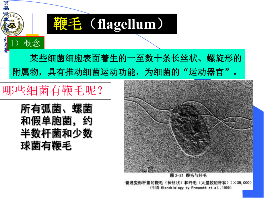 微生物详细介绍.ppt_第3页