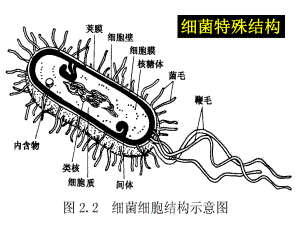 微生物详细介绍.ppt