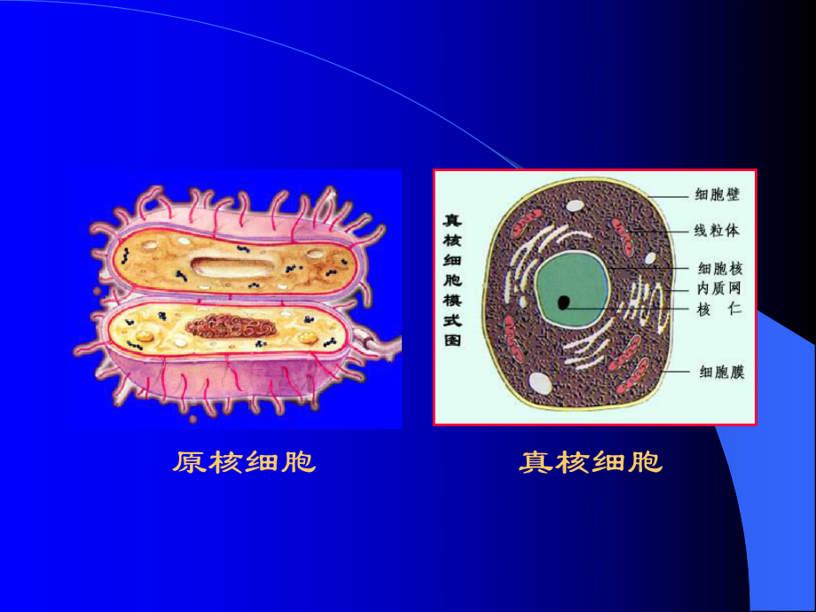 微生物细胞的结构.ppt_第3页