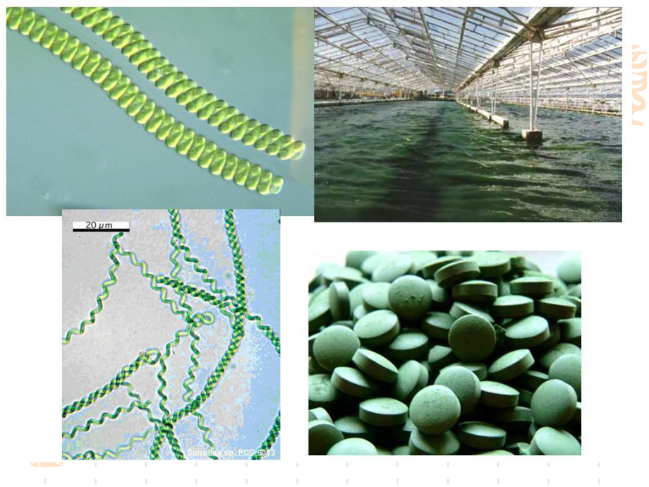 水生生物学蓝藻门.ppt_第1页
