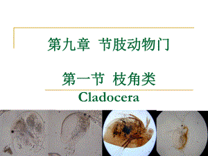 水生生物学枝角类.ppt