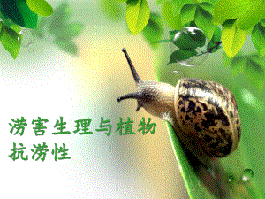 植物生理学PPT.ppt