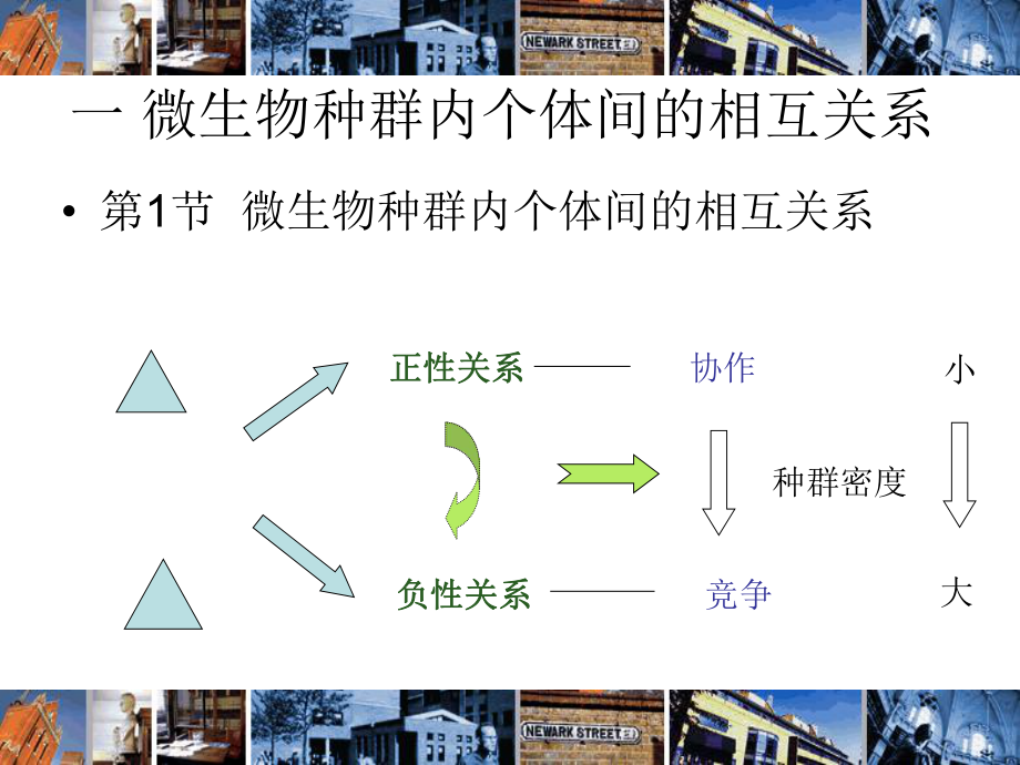 第三章微生物与微生物的关系.ppt_第2页