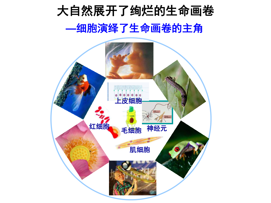 细胞生物学绪论.ppt_第2页