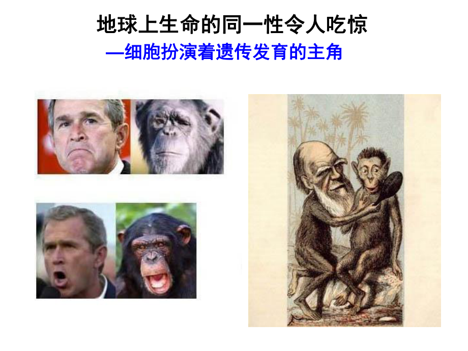 细胞生物学绪论.ppt_第3页