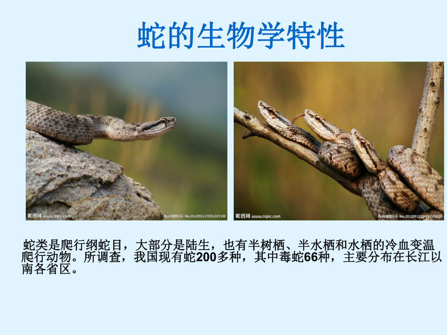 蛇的生物学特性.ppt_第1页