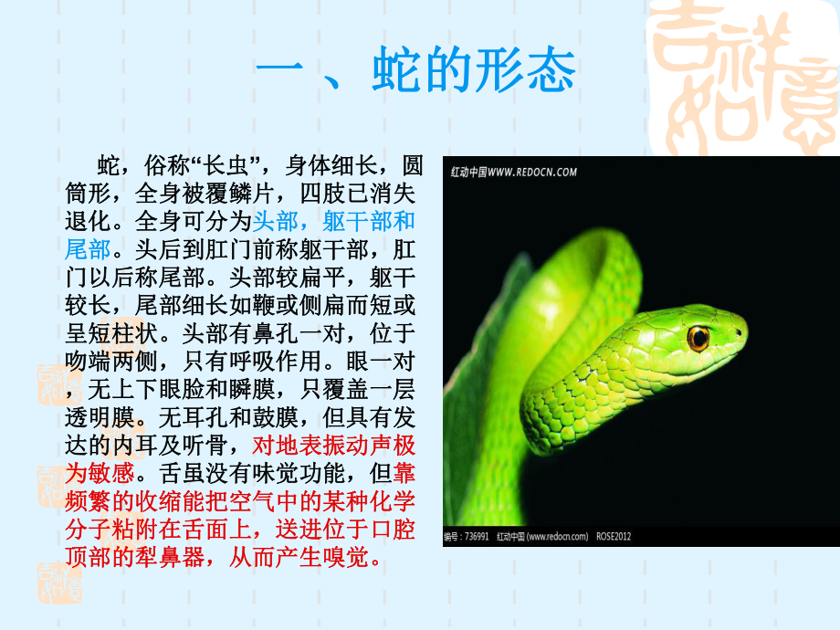 蛇的生物学特性.ppt_第2页