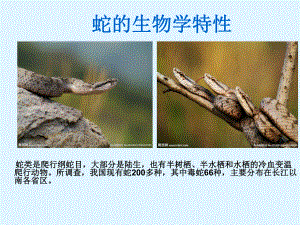 蛇的生物学特性.ppt
