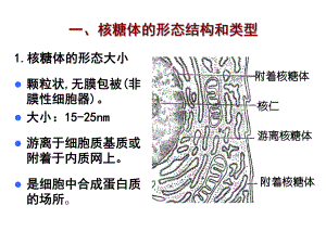 细胞生物学核糖体.ppt