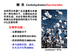生物化学糖类ppt.ppt