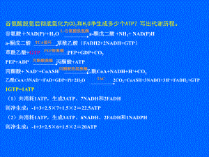 生物化学ATP的计算.ppt