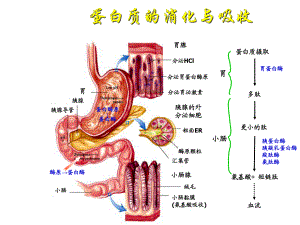 生物化学氨基酸的分解代谢.ppt