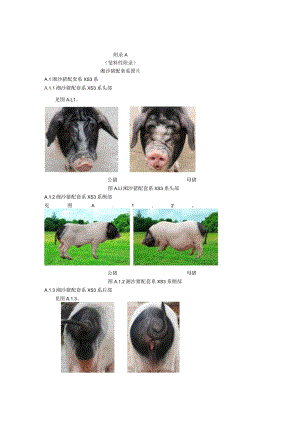 湘沙猪配套系照片、湘沙猪配套系营养需要.docx