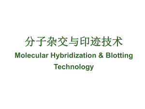 生物化学分子杂交.ppt