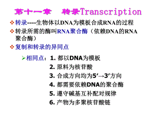 生物化学之转录.ppt