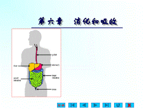 生理学消化与吸收.ppt