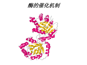 生物化学酶的催化机制.ppt