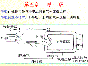 生理学课件呼吸施.ppt