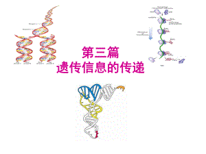 生物化学DNA的生物合成.ppt