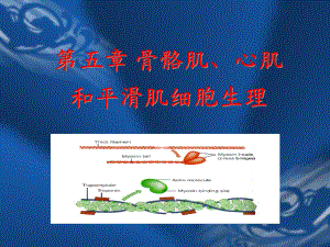 生理学课件第五章.ppt