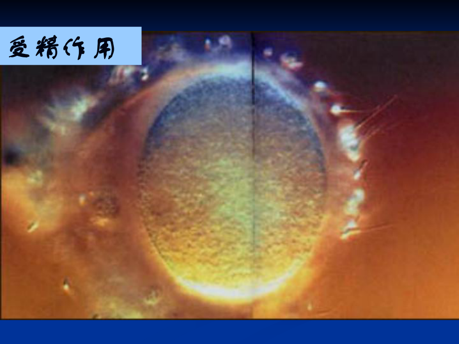 细胞的分化课件.ppt_第1页