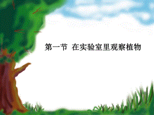 在实验室里观察植物课件.ppt