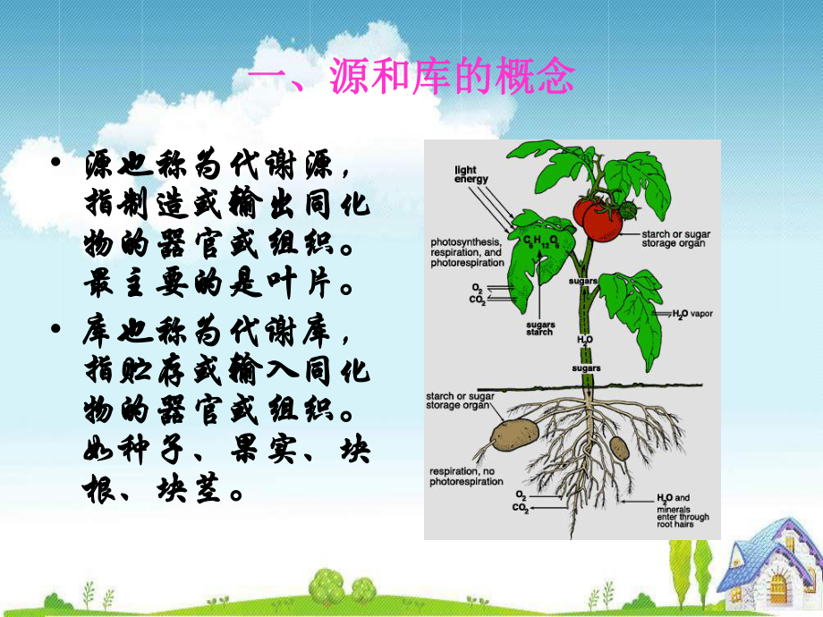 中国科学院大学植物生理学课件:植物生理学第六章.ppt_第3页