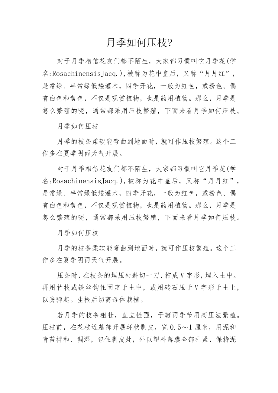 月季如何压枝？.docx_第1页