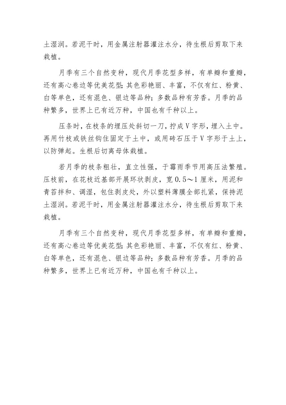 月季如何压枝？.docx_第2页