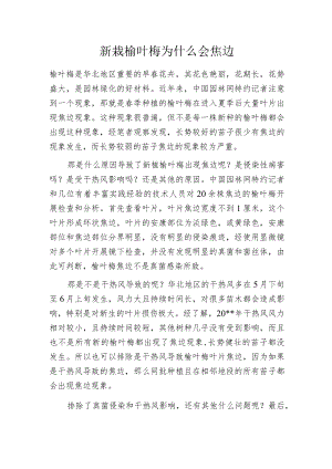 新栽榆叶梅为什么会焦边.docx