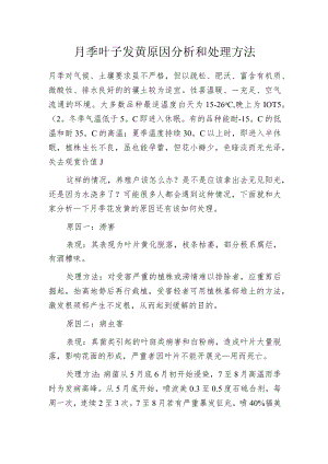 月季叶子发黄原因分析和处理方法.docx