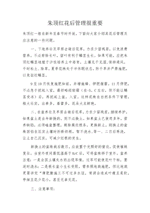 朱顶红花后管理很重要.docx