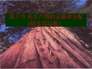 植物生理学pptTRANSP.ppt