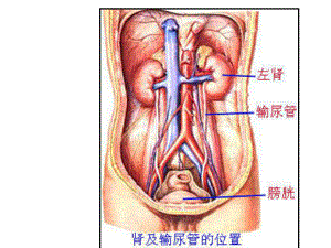 泌尿系统(生理学).ppt