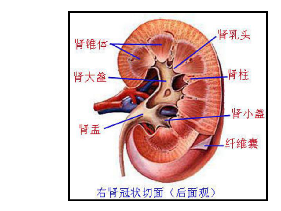 泌尿系统(生理学).ppt_第3页