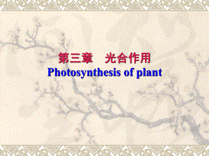 植物生理学光合作用.ppt