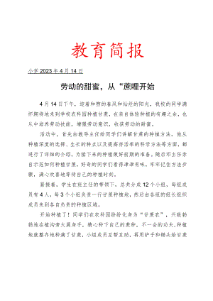 开展“种甘蔗”劳动实践活动简报.docx