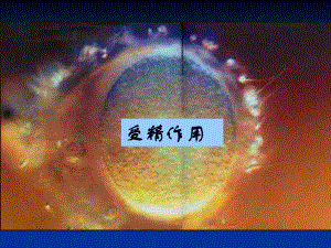 细胞的分化课件.ppt