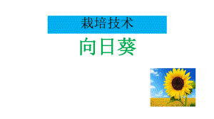 向日葵的栽培技术.pptx
