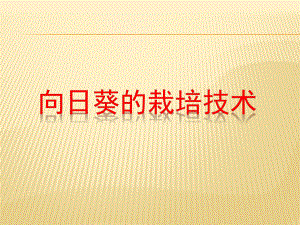 向日葵的栽培技术.pptx