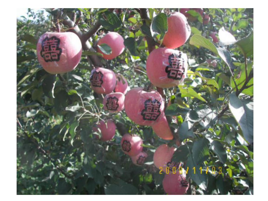 苹果病虫害防治.pptx_第2页