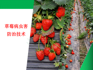 草莓病虫害防治技术.pptx