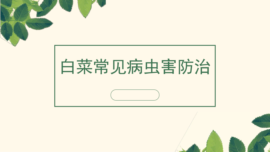 白菜常见病虫害防治.pptx_第1页