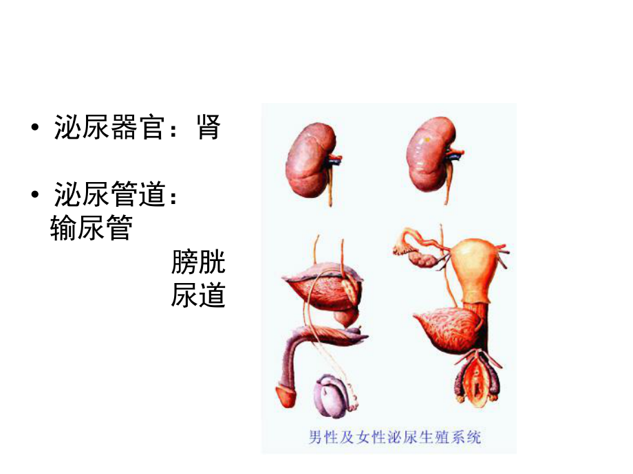 肾动态显像PPT医学课件.pptx_第2页