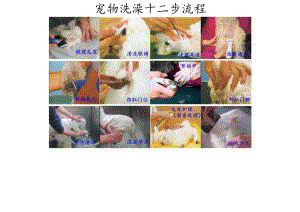 宠物护理洗澡流程.docx