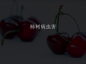 柿子树病虫害.pptx