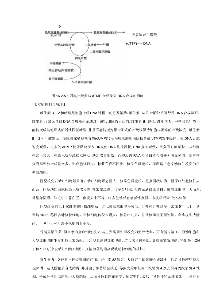 巨幼细胞贫血诊疗规范2022版.docx_第2页