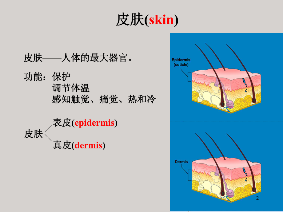 解剖(腹壁)医学PPT课件.ppt_第2页
