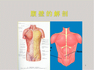 解剖(腹壁)医学PPT课件.ppt